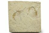 Two Cretaceous Fossil Shrimp - Lebanon #376615-1